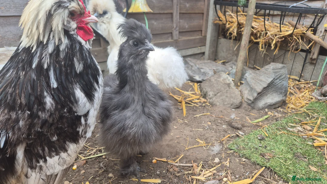 Chickens poultry for sale: Dark Grey 11 week old Silkie chick - Advert 7