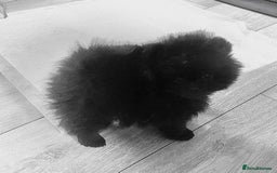 Pomeranian dogs for sale: Stunning KC reg Pomeranians  - Image 4