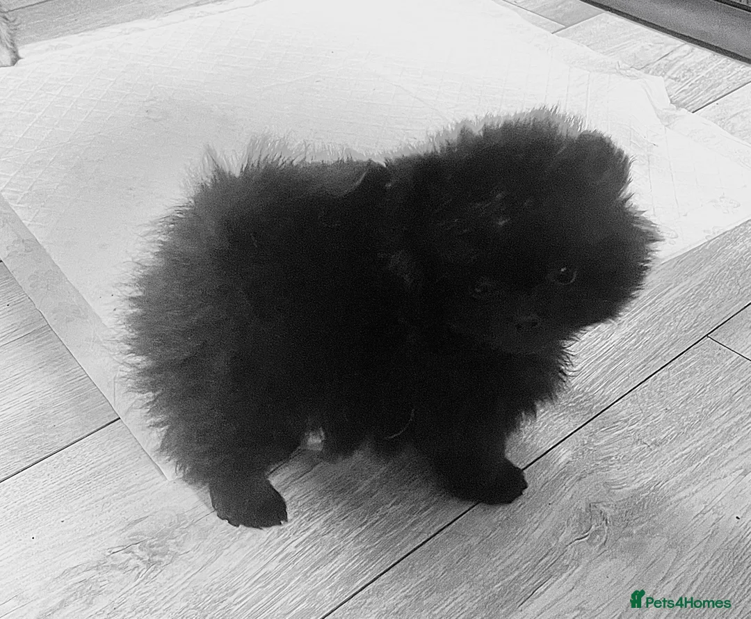 Pomeranian dogs for sale: Stunning KC reg Pomeranians 🌟REDUCED🌟 - Advert 5