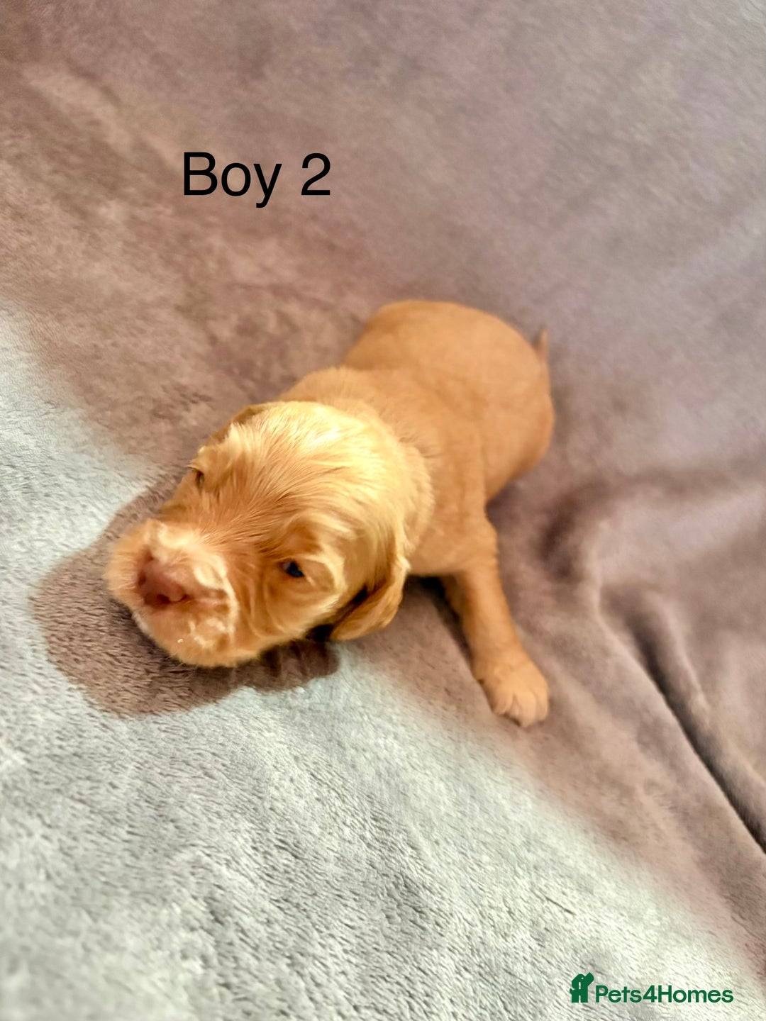 Cockapoo dogs for sale: Cockerpoos F1B - Advert 2