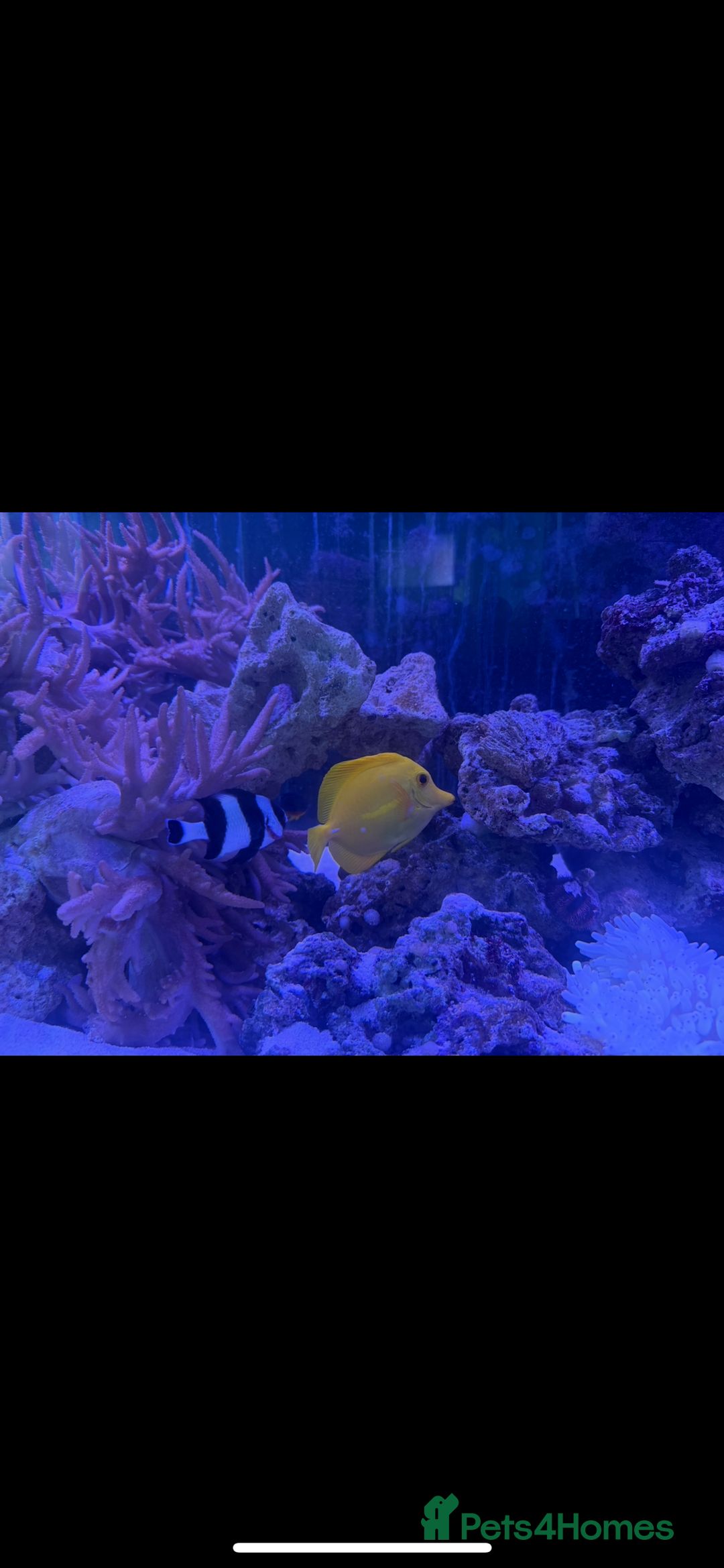 Other/Mixed Breed fish for sale: Yellow tang, sale fin, fox face  - Advert 4