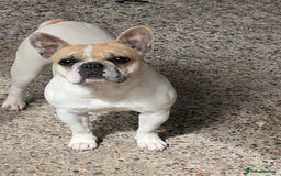 French Bulldog dogs for sale: Female frenchy - Image 1
