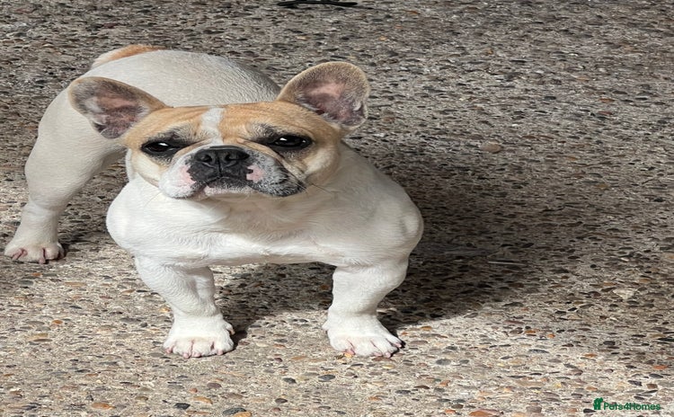 French Bulldog dogs - Advert 3
