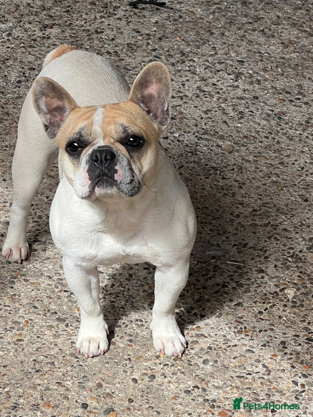 French Bulldog dogs for sale: Female frenchy - Image 1