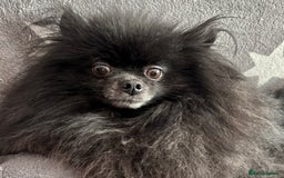 Pomeranian dogs for adoption: Naomi’s Story: A Tiny Life Saved - Image 7