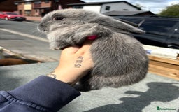 Mini Lop rabbits for sale: Mini Lop baby bunnies  - Image 3