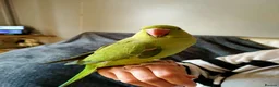Ringnecks birds for sale: Indian Ring neck parrot in Kettering - Advert 1