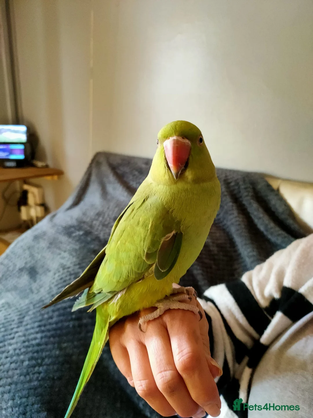 Ringnecks birds for sale: Indian Ring neck parrot in Kettering - Advert 1