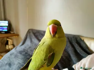 Ringnecks birds Indian Ring neck parrot - Advert 4
