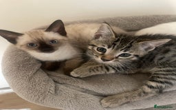Bengal cats for sale: Male bengal kitten  - Image 3