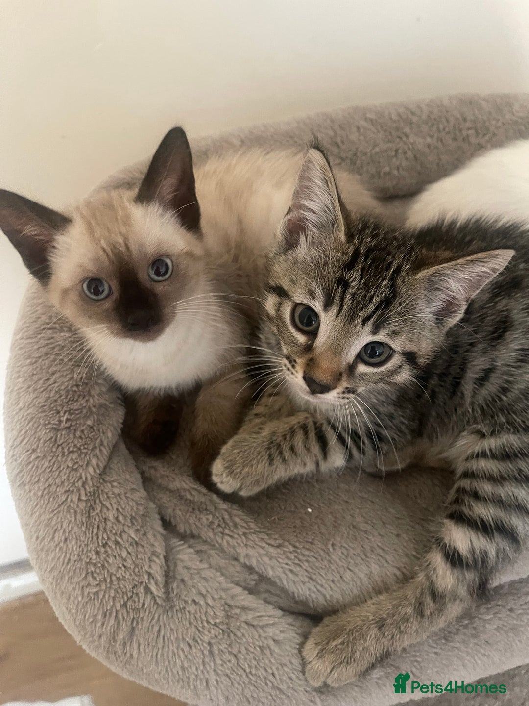 Bengal cats for sale: Male bengal kitten  - Image 3
