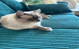 Ragdoll cats for sale: Beautiful family reared Ragdoll kittens  - Image 2