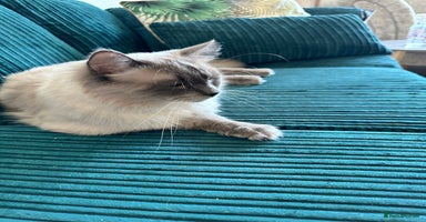 Ragdoll cats - Advert 10