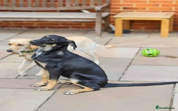 Mixed Breed dogs for adoption: Sweet Stella - reserved - Advert 8