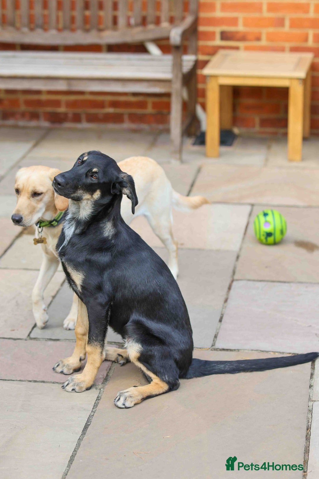 Mixed Breed dogs for adoption: Sweet Stella - reserved - Advert 8