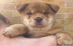 Chow Chow dogs for sale: REDUCED ! Real life mini lion 💙🦁 - Image 1