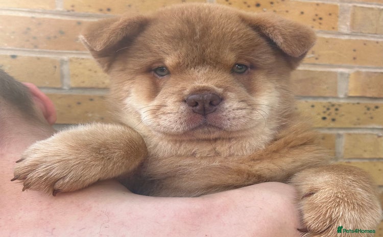 Chow Chow dogs - Advert 11