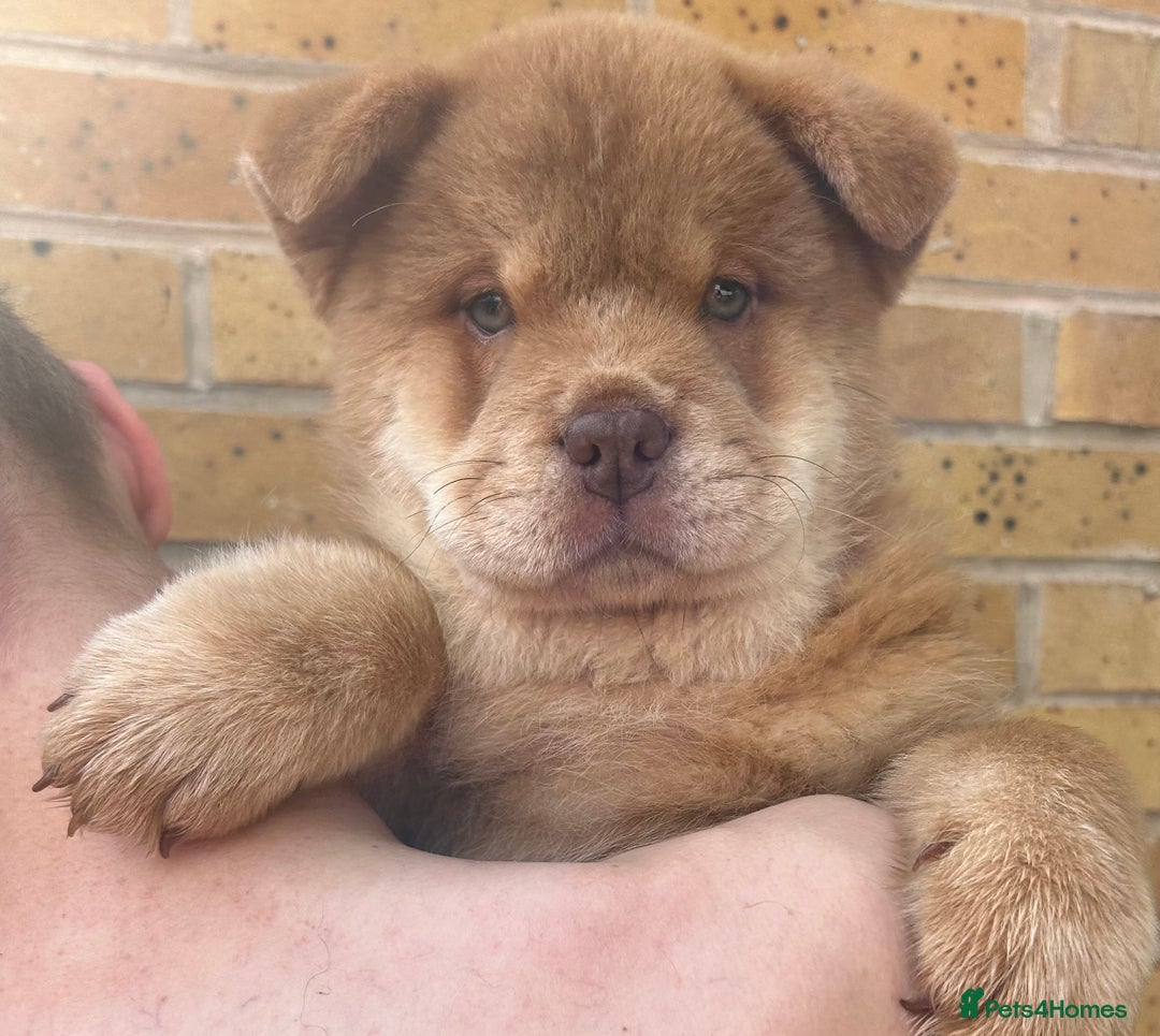 Chow Chow dogs for sale: REDUCED ! Real life mini lion 💙🦁 - Image 1