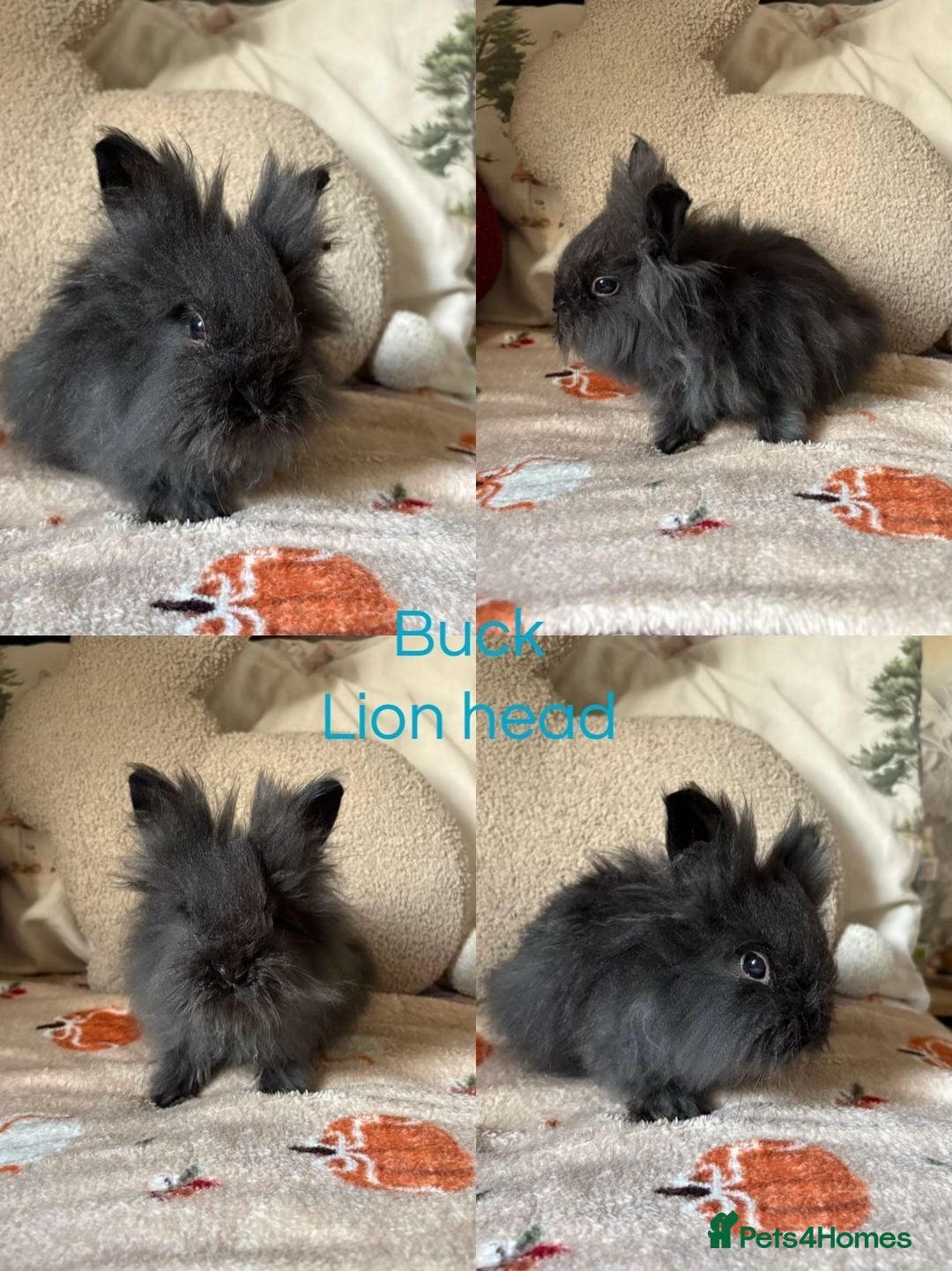 Mixed Breed rabbits for sale: Beautiful last male lion head bunny  - Advert 5