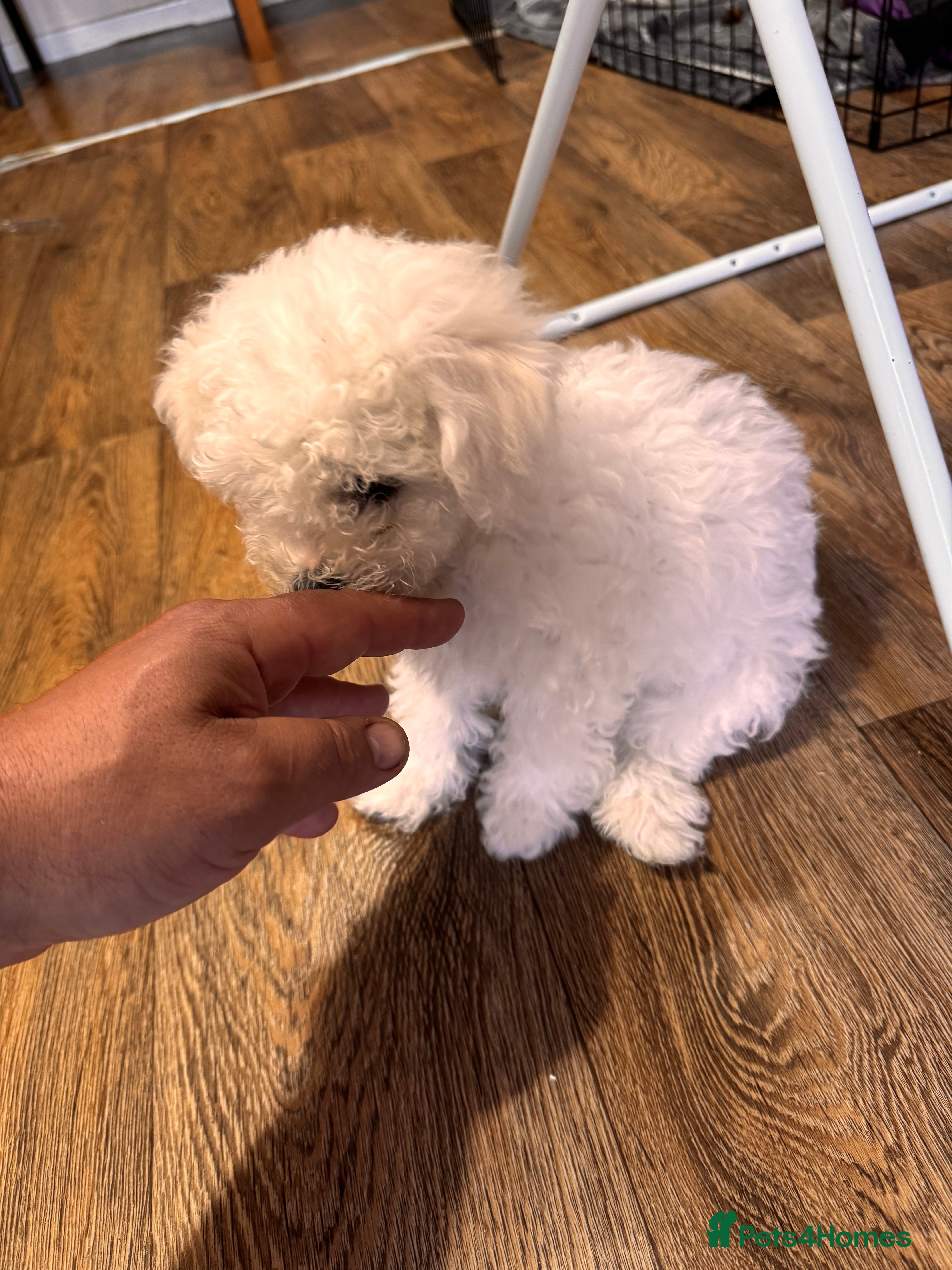 Bichon Frise dogs for sale: Bichon Frise  - Advert 2