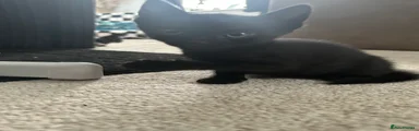 Bengal 1