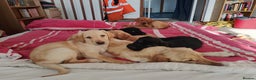 Labrador Retriever dogs for sale: Labrador Puppies for Sale  - Advert 4