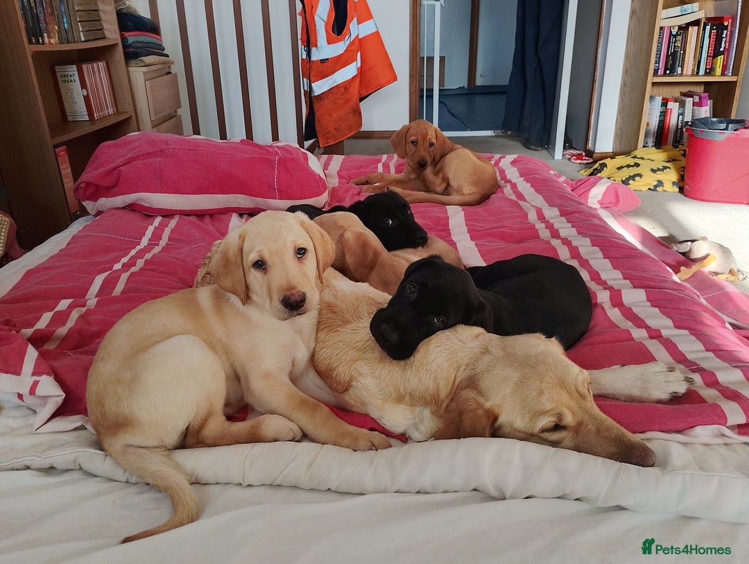 Labrador Retriever dogs for sale: Labrador Puppies for Sale  - Advert 4