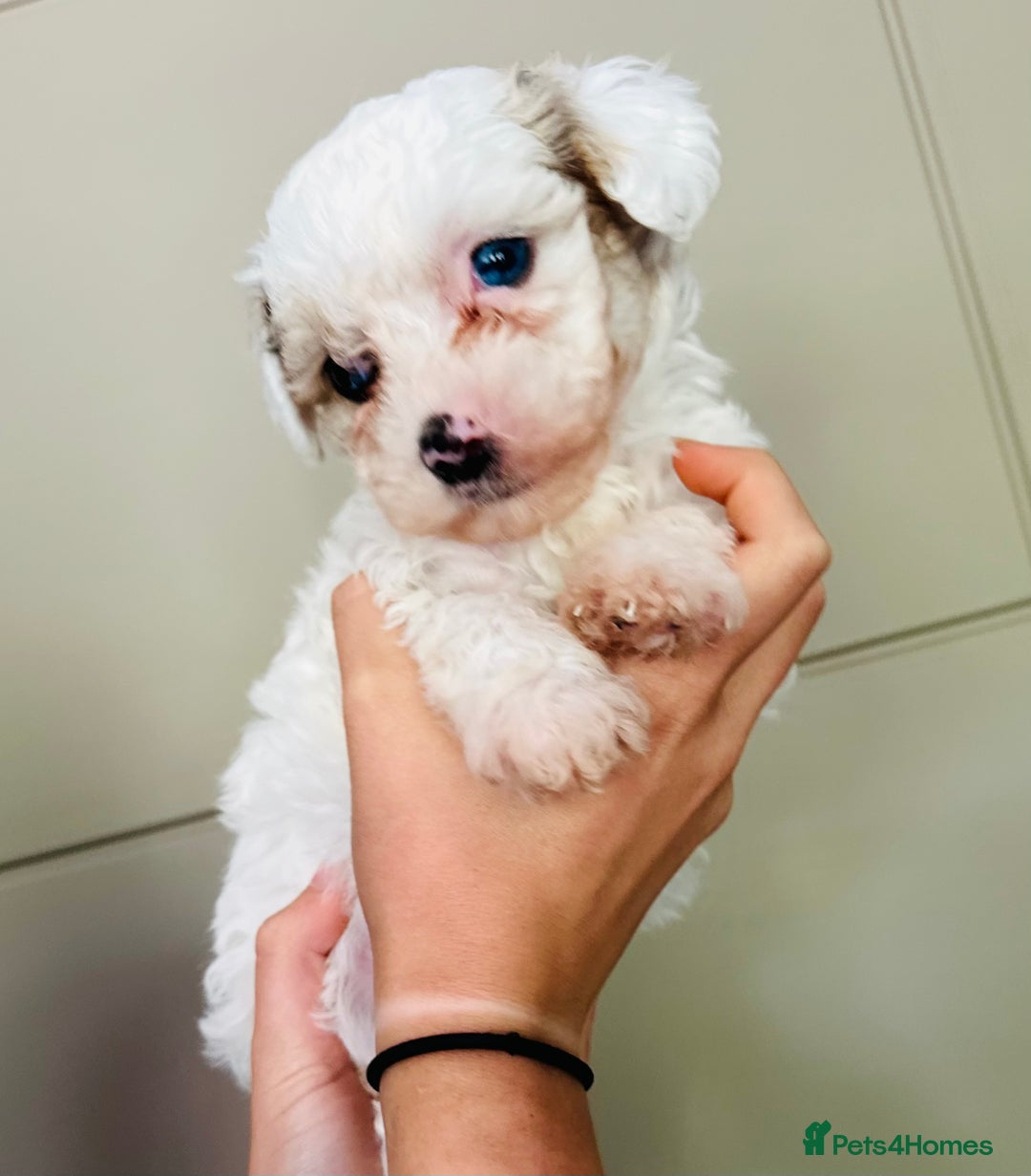 Mixed Breed dogs for sale: Litter of 5 beautiful puppies - Image 4