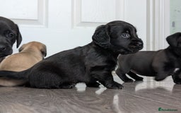 Dachshund dogs for sale: Dachshund x puppies male 2x long haired  - Image 14