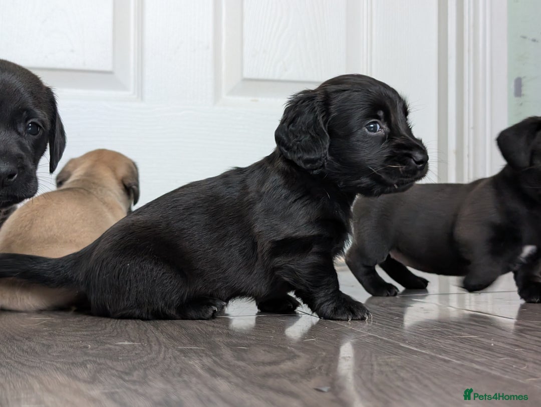 Dachshund dogs for sale: Dachshund x puppies male 2x long haired  - Image 14