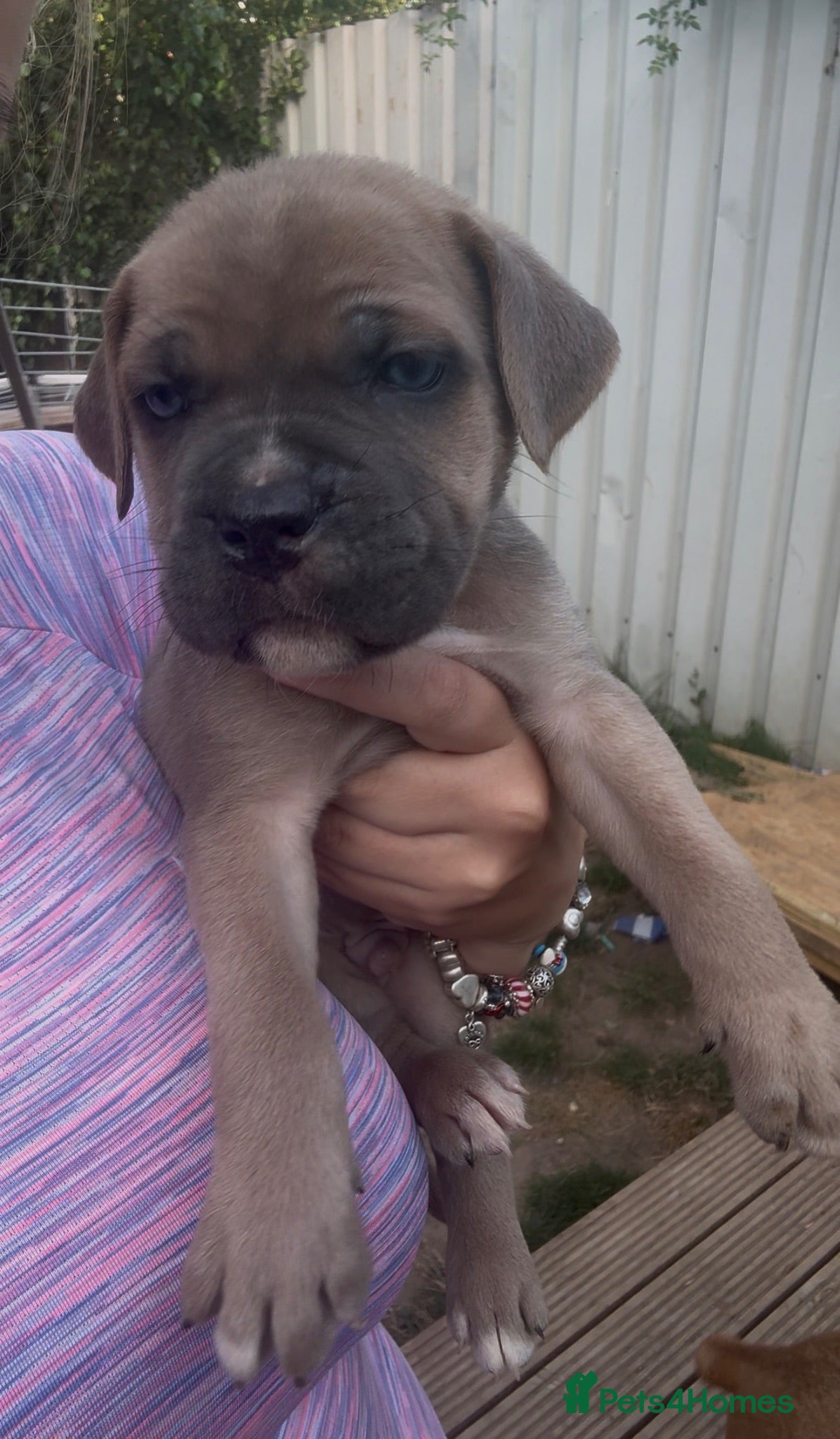 Cane Corso dogs Stunning cane corso 🐶 - Advert 2