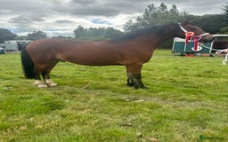 Welsh Section C horses for sale: Section c gelding riding pony  - Image 1