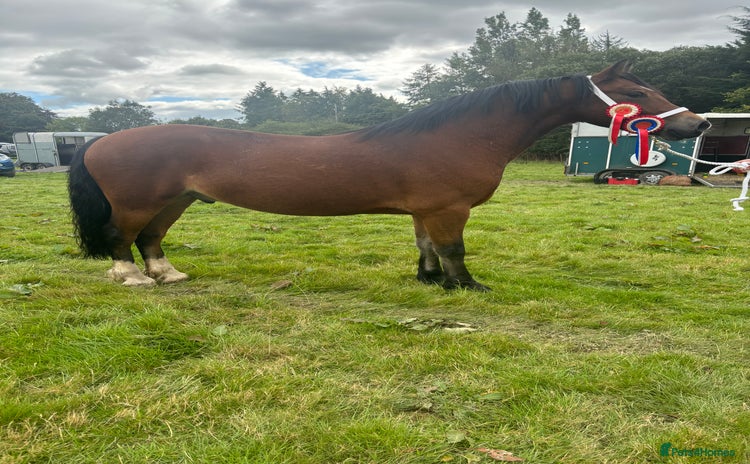 Welsh Section C horses - Advert 4