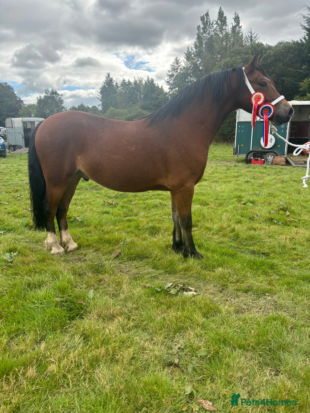 Welsh Section C horses for sale: Section c gelding riding pony  - Image 1