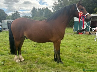 Welsh Section C horses - Advert 1