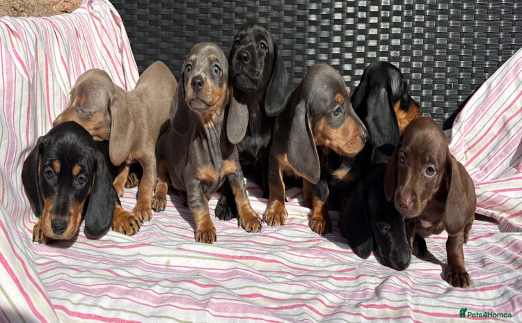Dachshund dogs - Advert 16