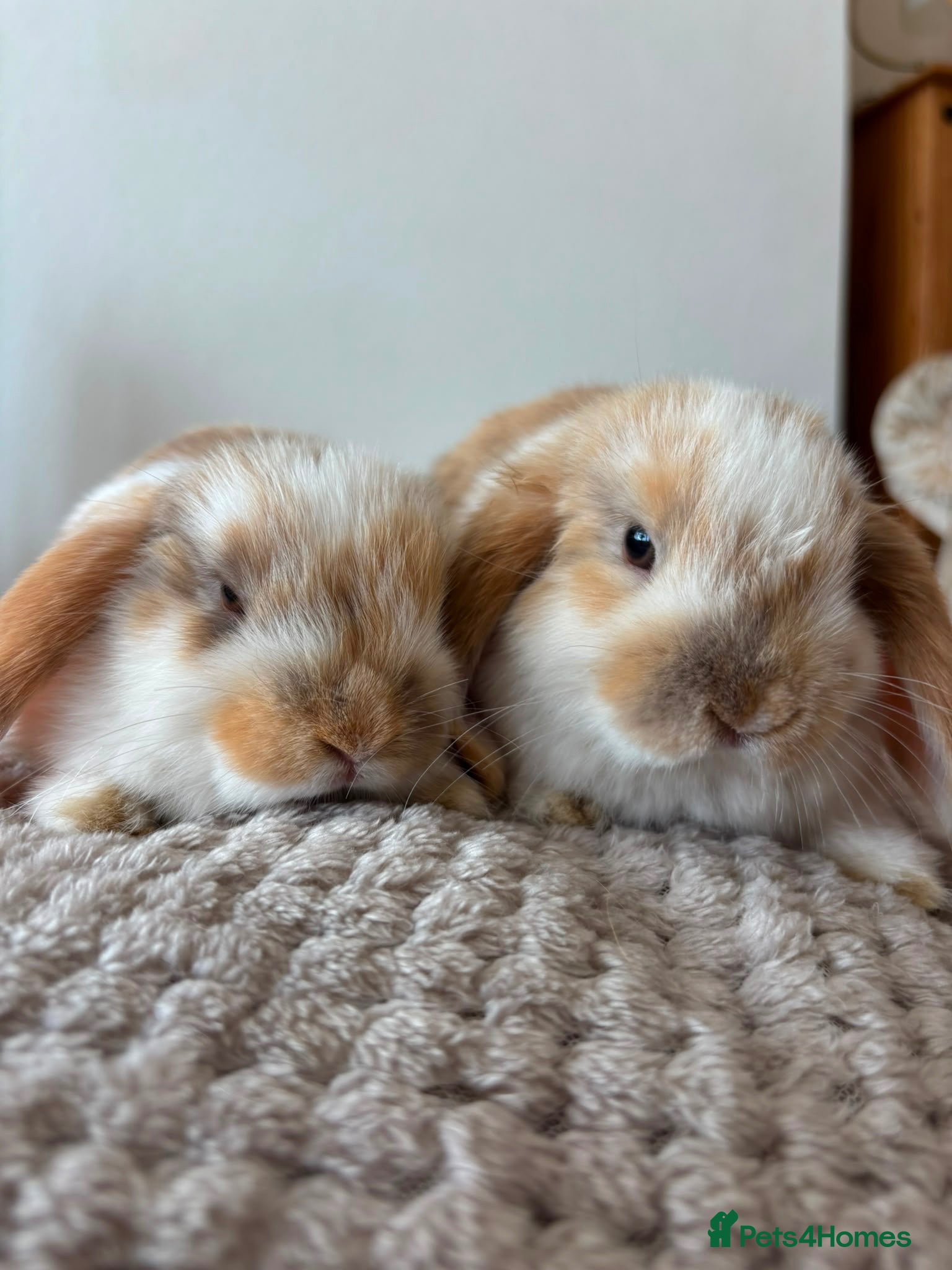 Mini Lop rabbits Mini lops chocolate harlequin one remaining  - Advert 4