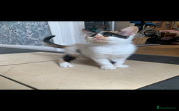 Mixed Breed cats for sale: 5 beautiful kittens ready for their forever home  - Image 7