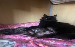 Mixed Breed cats for sale: Beautiful black kittens ready now - Image 2