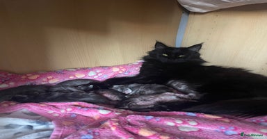 Mixed Breed cats - Advert 3