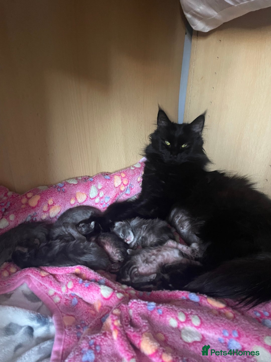 Mixed Breed cats for sale: Beautiful black kittens ready now - Image 2