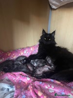 Mixed Breed cats - Advert 9