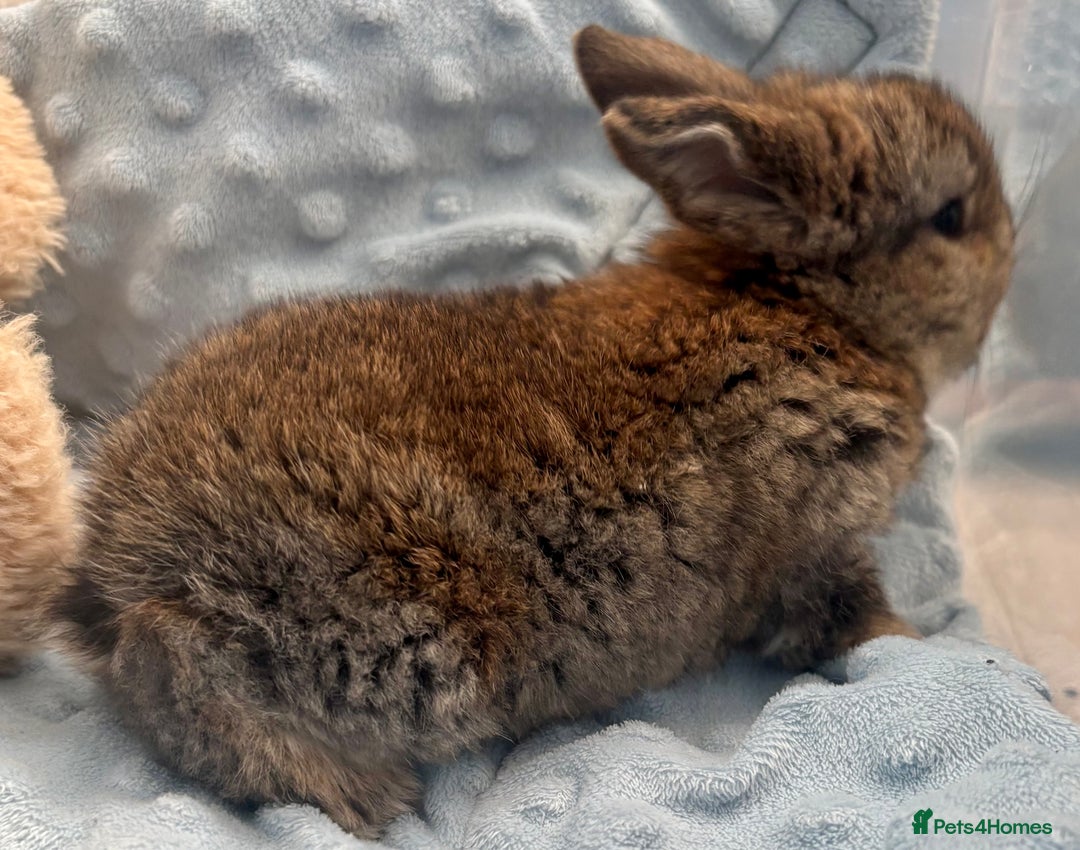 Mini Lop rabbits for sale: Beautiful Mini Lop Baby Bunnies 🐰 - Advert 18