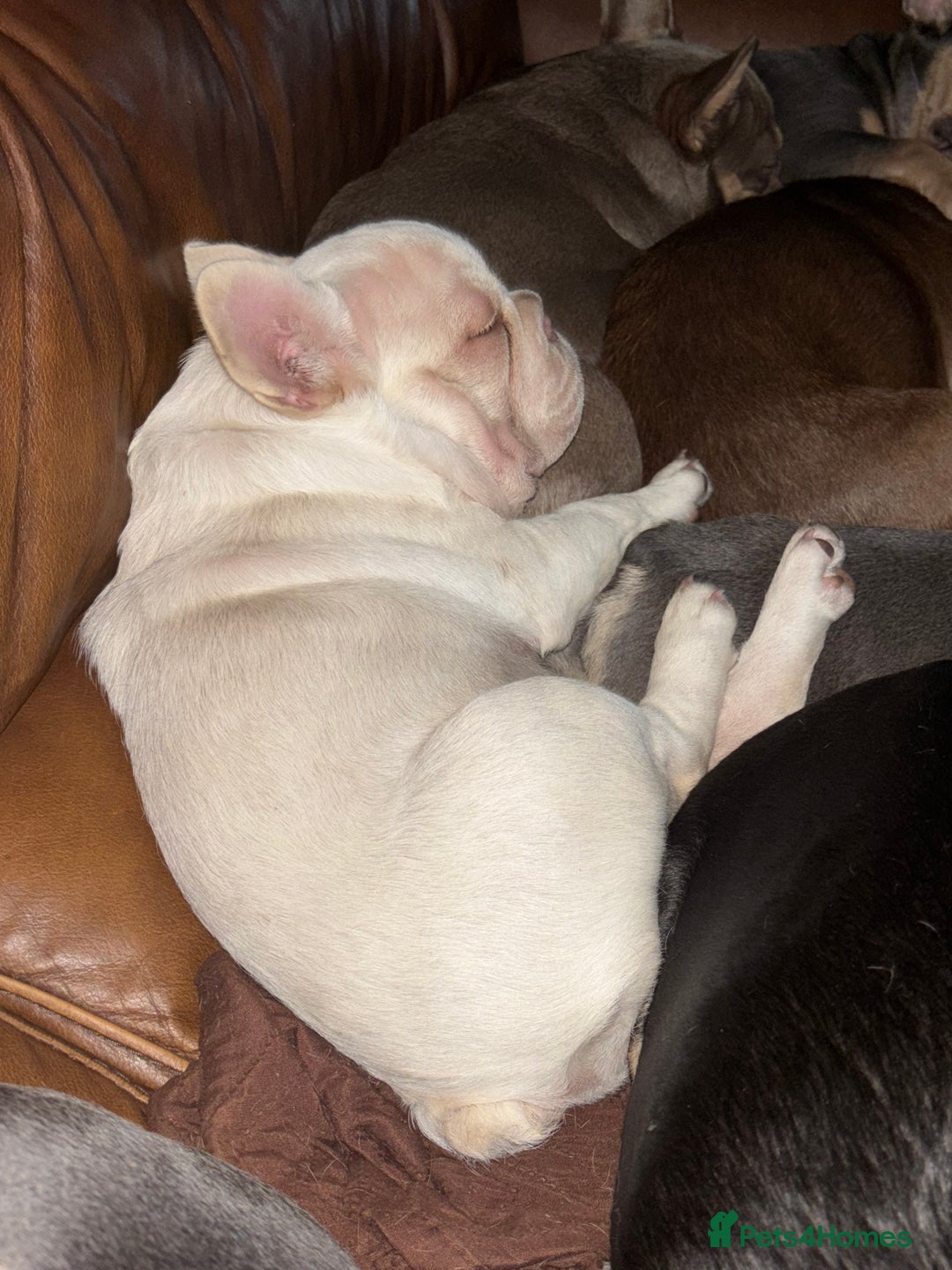 French Bulldog dogs for sale: French Bulldog Puppies, pink and fluffy carriers - Image 19