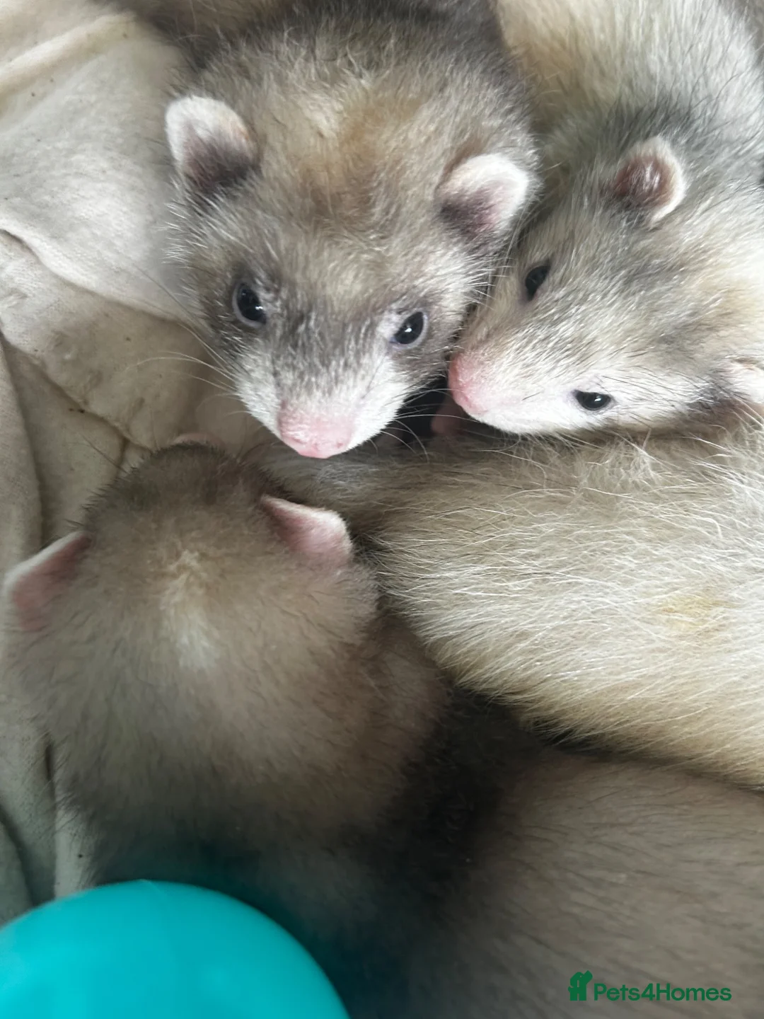 Ferret rodents for sale: Silver & Sable Kits Available Now  - Advert 2