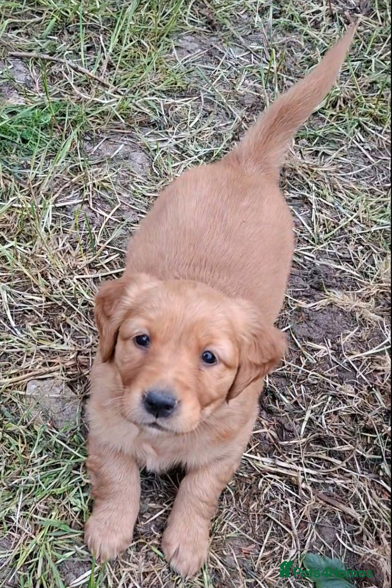 Golden Retriever dogs for sale: KC registered golden retriever pups  - Advert 4