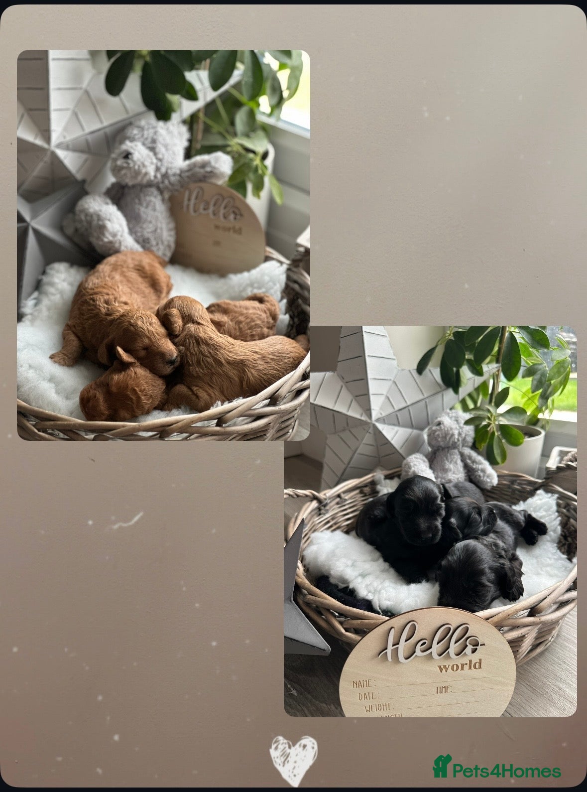 Australian Labradoodle dogs Beautiful Australian Labradoodle Pups  - Advert 1