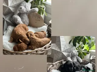 Australian Labradoodle dogs Beautiful Australian Labradoodle Pups - Advert 1