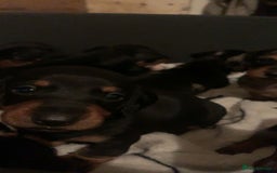 Dachshund dogs for sale: Beautiful Litter Standard Smooth Dachshunds - Advert 7