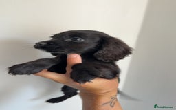Cocker Spaniel dogs for sale: Cocker spaniel puppies  - Image 7